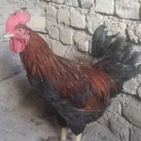 خروس|حیوانات مزرعه|مشهد, ویلاشهر|دیوار