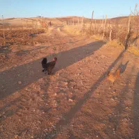 خروس سلطان ومرغ کردی واردک جوان|حیوانات مزرعه|روانسر, |دیوار