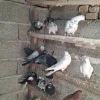 کبوتر|پرنده|ماهدشت, |دیوار