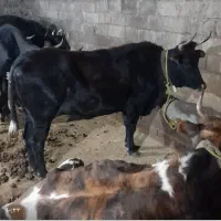 گاو جوان ابستن ۴ ماه|حیوانات مزرعه|کجور, |دیوار