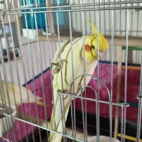 عروس هلندی مولد|پرنده|شیراز, آزادی|دیوار