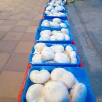 قارچ 1000گرمی