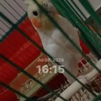 جفت عروس هلندی دم تخم