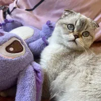 گربه اسکاتی کالر پوینت تبتی|گربه|تبریز, |دیوار