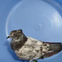کبوتر