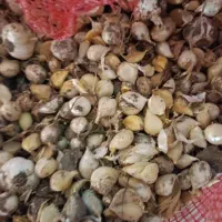 موسیر کوهی