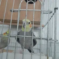 جفت عروس هلندی معاوضه با قناری