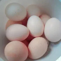 تخم مرغ محلی کاملا ارگانیک