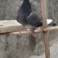 کفتر گرفتنی پرشی