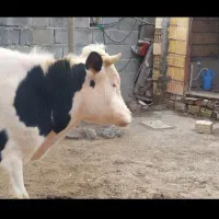 دو عدد گوساله  نر و ماده