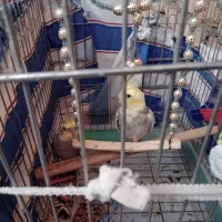 پرنده عروس هلندی