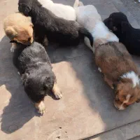 سلام به  عزیز تعداد هفت توله سگ به فروش میرسد|سگ|قدس, شهر‌قدس|دیوار