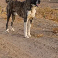سگ گله ای
