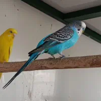 مرغ عشق از 100به تا 700|پرنده|قشم, |دیوار