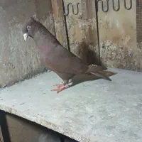 مادها اماده به جفت