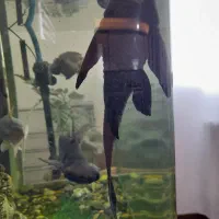 ماهی آکواریومی درشت|ماهی|بجنورد, |دیوار