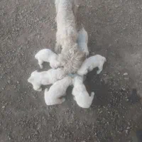 سگ شیتزو