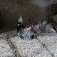 نیمچه و مولد های ویژه|حیوانات مزرعه|قم, بوستان جوان|دیوار