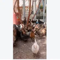 وارک خازم یا مرغ خروس