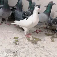 چپ سیا درشت پرشی ماده|پرنده|چناران, |دیوار