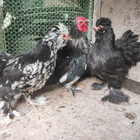 مرغ و خروس زینتی نژاد کوشین اصل طاقچه|حیوانات مزرعه|مشهد, طلاب|دیوار