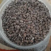 دانه خارمریم