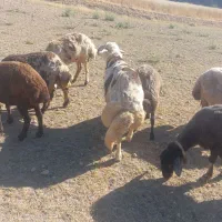 سلام قورچ سالم