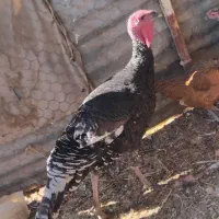 ۲ عدد بوقلمون|حیوانات مزرعه|جزنیک, |دیوار