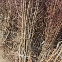 ارقام پسته ،گردو، بادام ،صنوبر نیگرای ترکیه کبوده|خدمات باغبانی و درختکاری|کرمان, |دیوار