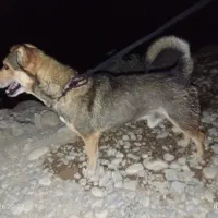 سگ پاه کوتاه