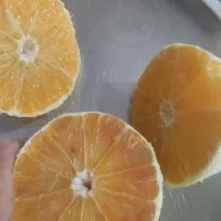 نهال پرتقال توسرخ مادر نارنج بدون هسته