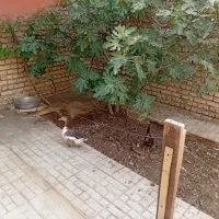 مرغ وغاز