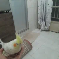 عروس هلندی ماده