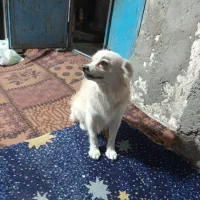 سگ پامراین|سگ|بندرعباس, |دیوار