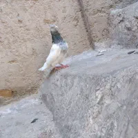 کله‌سبز‌نر‌جوانه