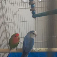 طوطی برزیلی رام و دستی