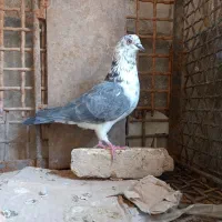 قاره های پرش دار|پرنده|فرخ‌شهر, |دیوار