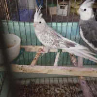 جوجه گرینچیک. عروس هلندی.  سهره قناری.|پرنده|ری, ظهیرآباد|دیوار