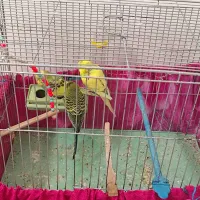 سه عدد مرغ عشق