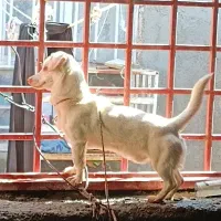 سگ شیواوا عضله‌ای شکاری