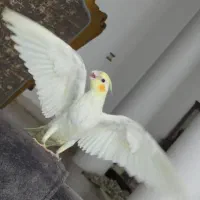 عروس هلندی دستی