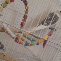 عروس هلندی مولد