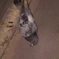 کفتر|پرنده|گناباد, |دیوار