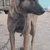 مالینویز ۴ساله