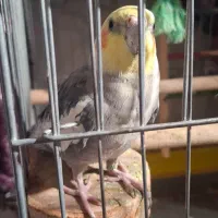 عروس هلندی ماده|پرنده|ایرانشهر, |دیوار