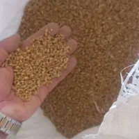 فروش بذر گندم