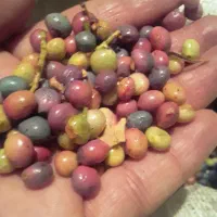 بن درشت و تازه و خوشمزه