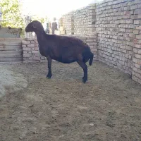 بره قزل افشار و میش قصر جوان|حیوانات مزرعه|سجاس رود, |دیوار