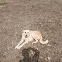 واگذاری سگ|سگ|مریوان, |دیوار