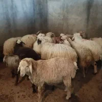 دام پاک|حیوانات مزرعه|شهریار, ابراهیمآباد|دیوار